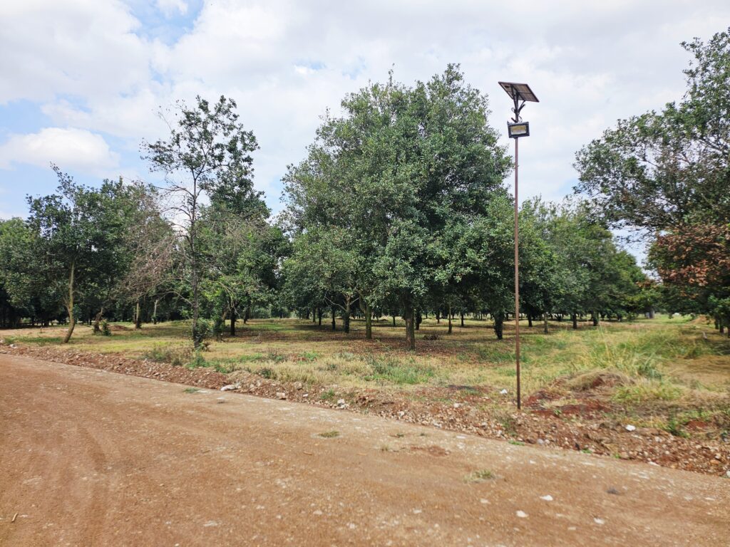 Thika Grove Chania-Carol Njama