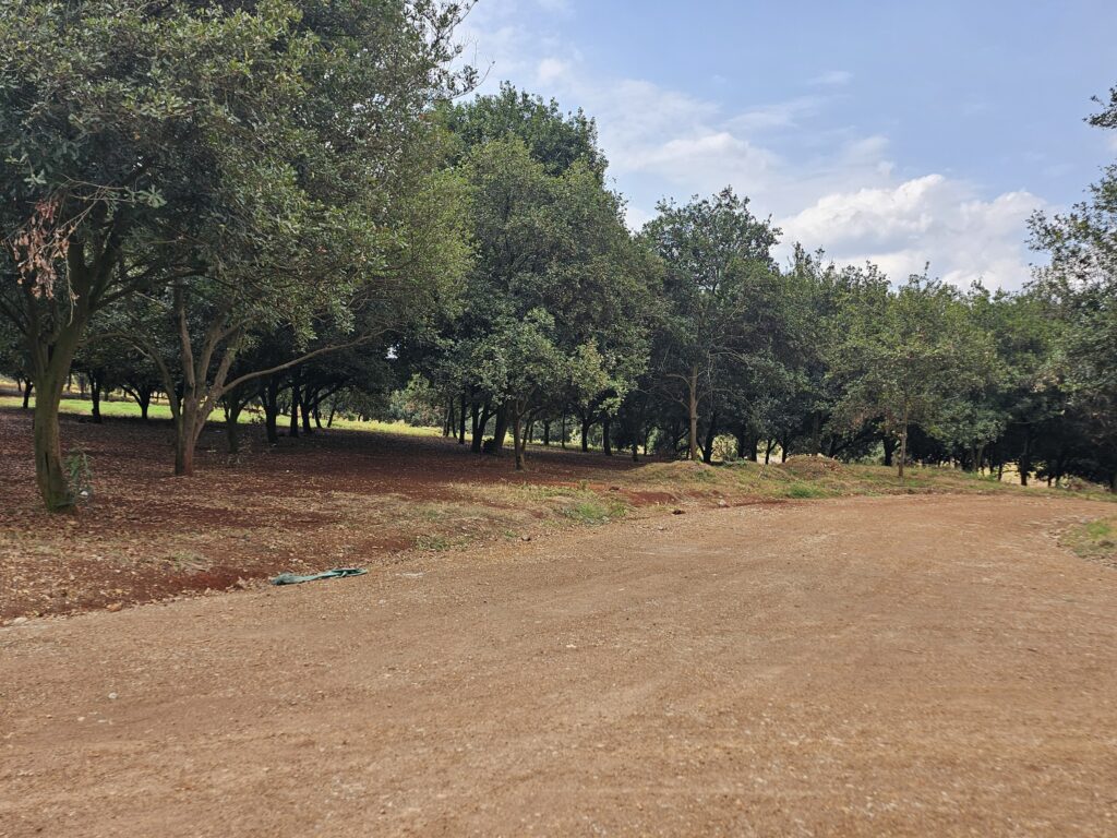 Thika Grove Chania-Carol Njama